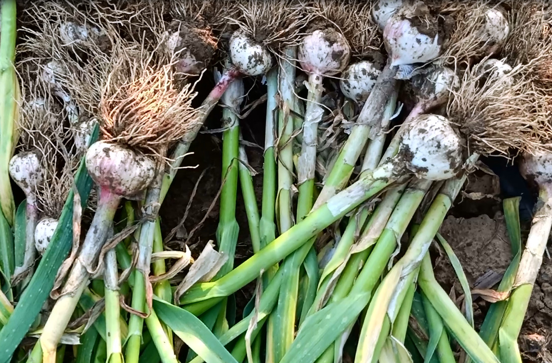 种大蒜的技巧和方法,种植大蒜的技巧和方法
