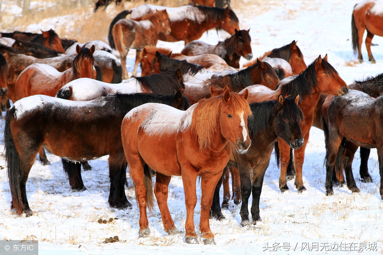 蒙古马和套马图片,蒙古套马绳子教学
