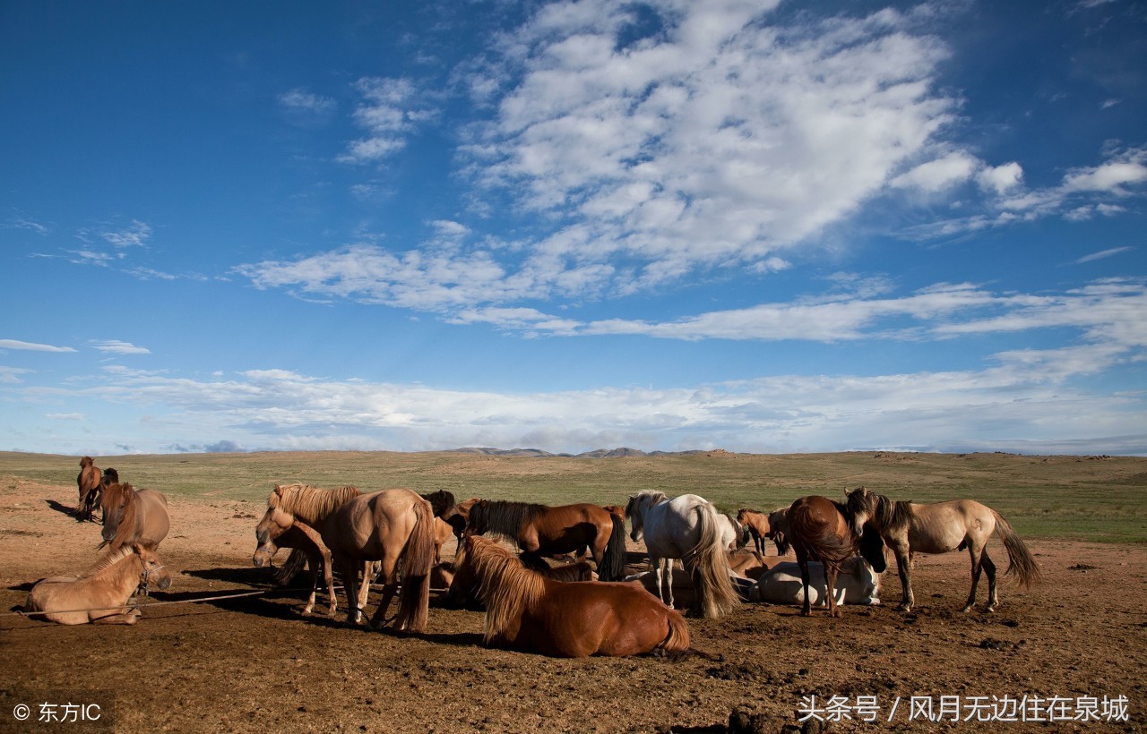 蒙古马和套马图片,蒙古套马绳子教学
