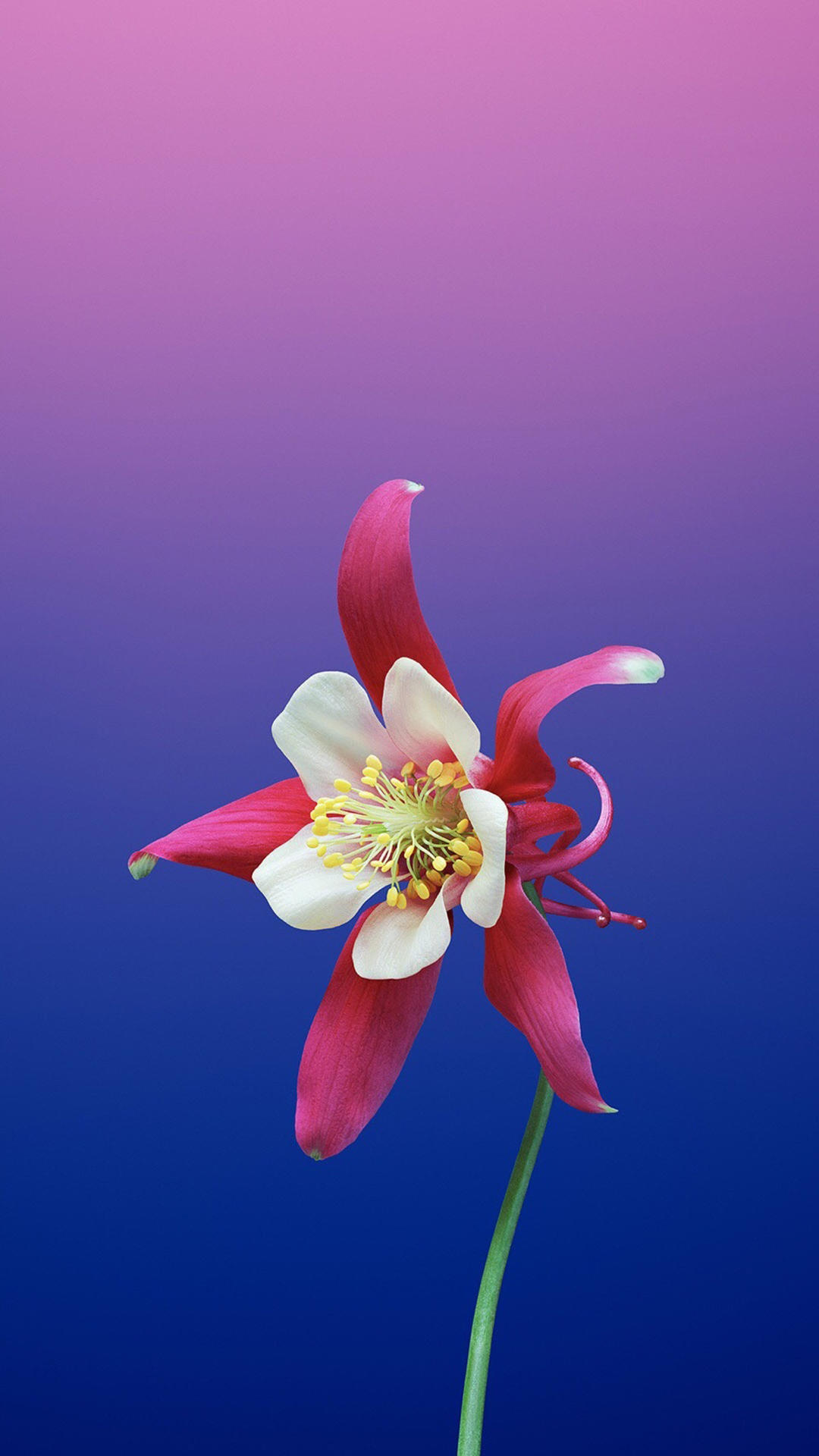 手机美丽壁纸,柔美如画的手机壁纸