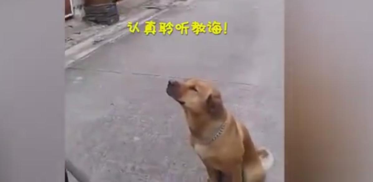 男子科二考试打电话给教练,男子学车碰到教练