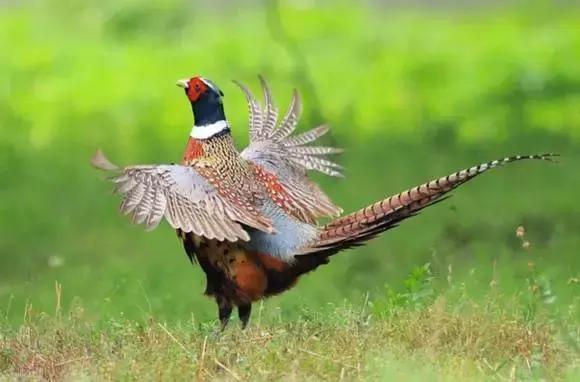 吊水壶周日游推荐,吊水壶