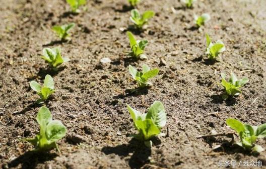 菠菜长白点怎么回事,菠菜长黑斑用什么药