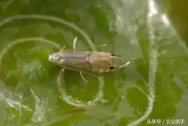 柑橘常见虫害图片大全,柑橘虫害图谱大全来了建议收藏