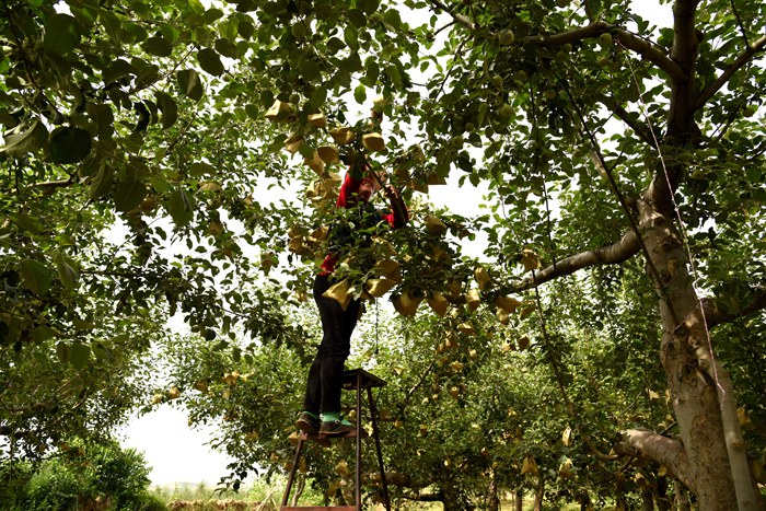 山东给苹果套袋,吉县苹果套袋