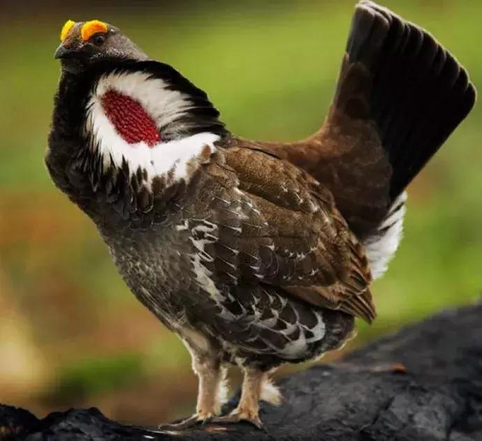 海外代购的荒唐陷阱,最可怕的代购骗局