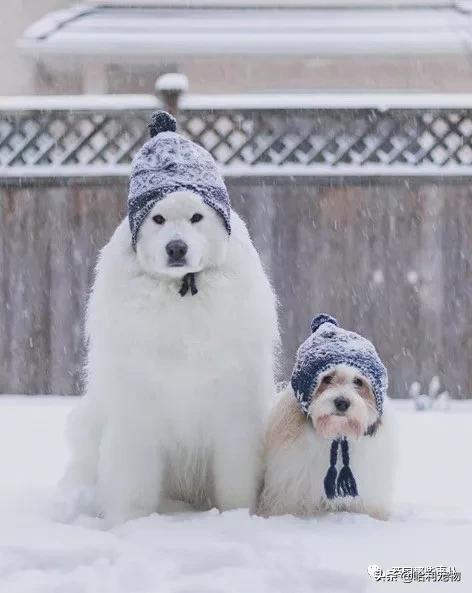 要狗看门？千万别选萨摩耶！这货除了笑不会干别的了