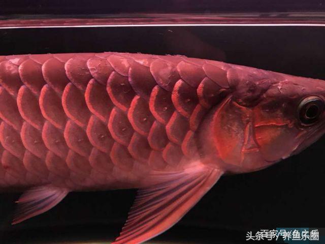 红龙炸鳞升温自愈了,红龙炸鳞什么样子