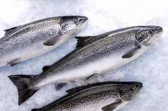 真假三文鱼,真假三文鱼完整版