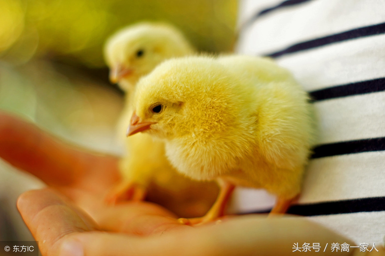 养鸡秘诀：揭秘雏鸡糊肛的五大原因，学会了雏鸡成活率肯定提高！