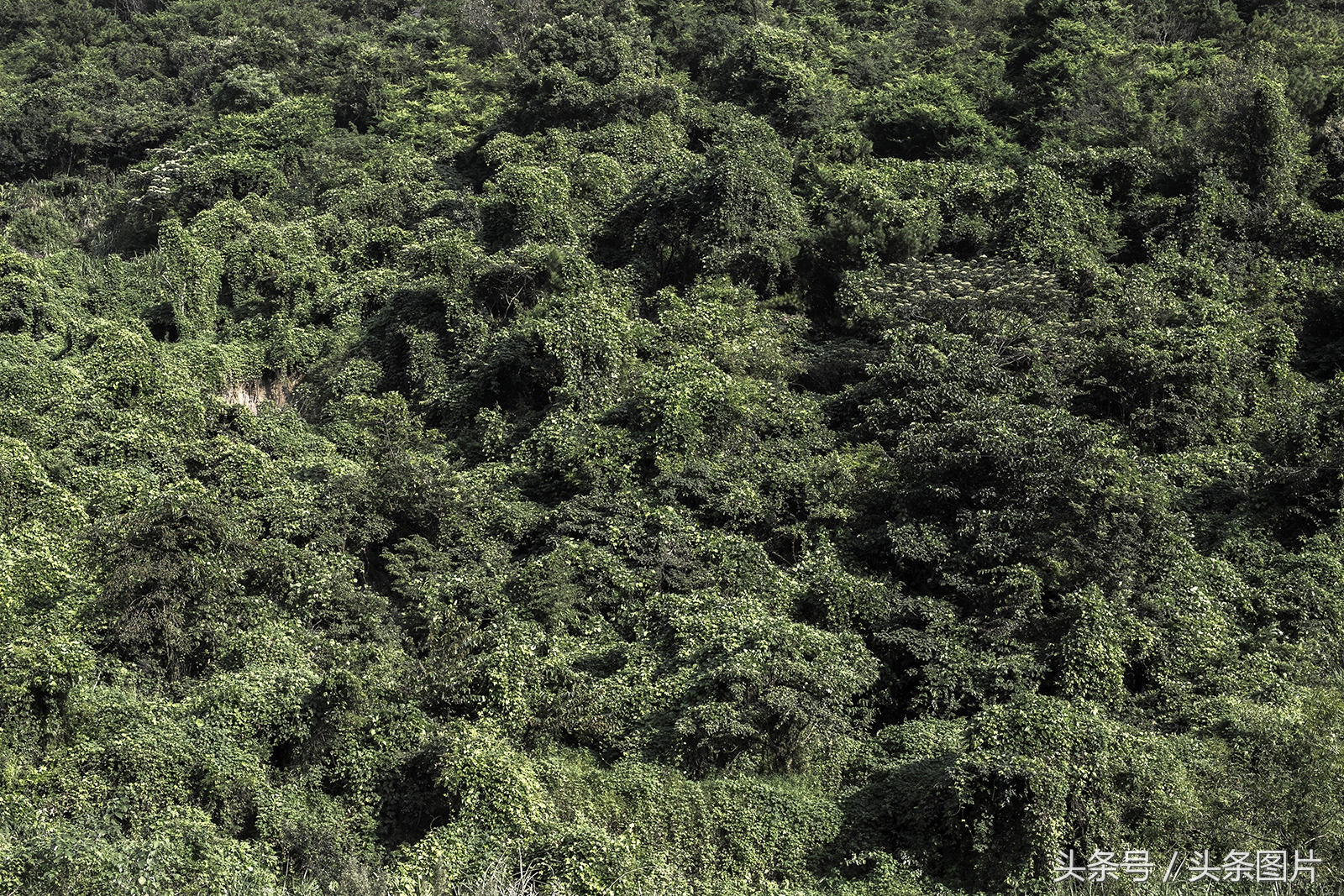 归来的*亡流**:留学法国的温州姑娘拍下了她寻不回的故乡