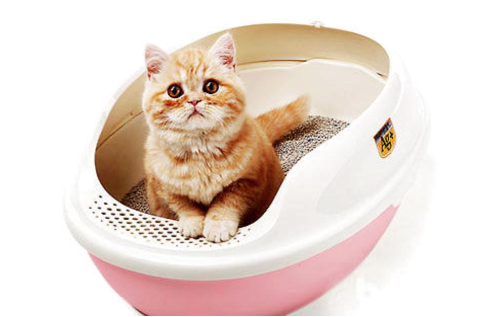 刚出生小奶猫怎么教上厕所,怎么教小奶猫用猫砂最好的办法