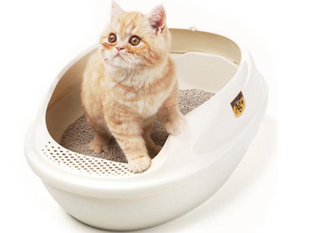 小奶猫怎么快速学会在猫砂盆拉尿,如何教小奶猫在猫砂盆如厕搞笑