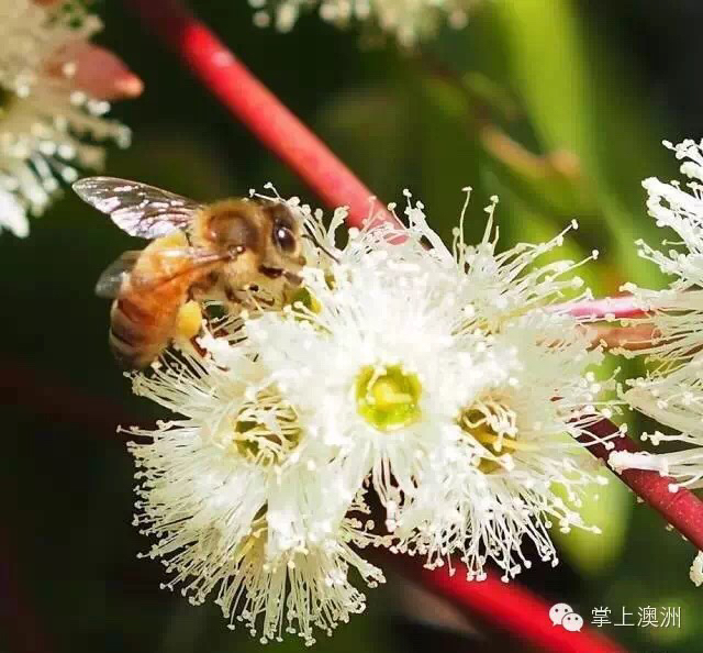 西澳洲（Homney）佳蜜产品—Jarrahhoney