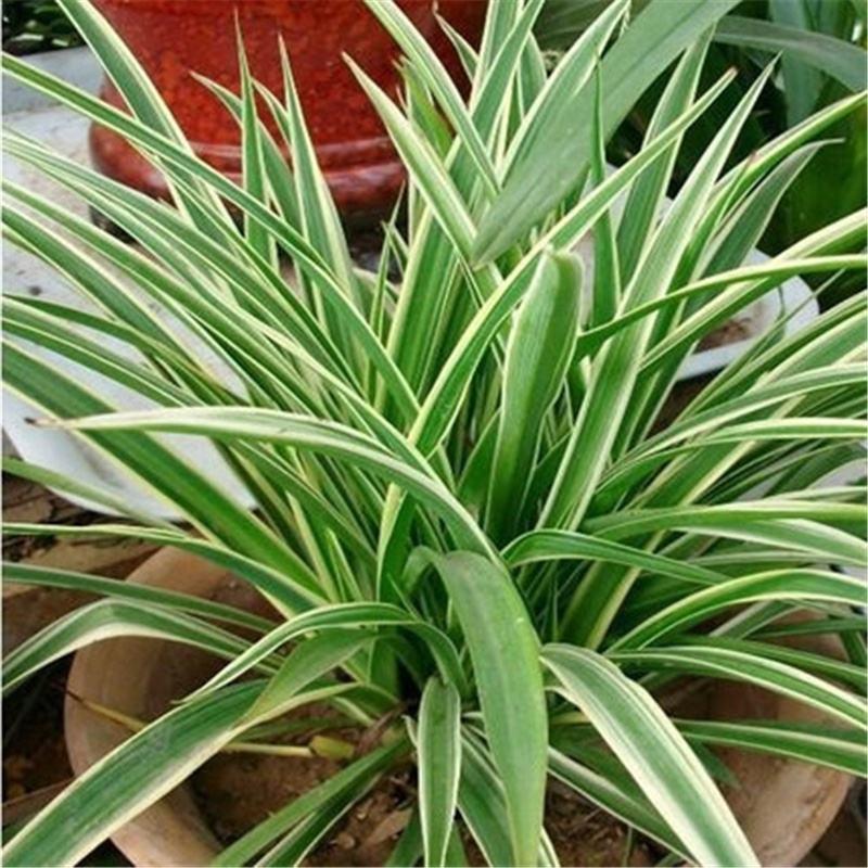 给植物补充叶绿素需要什么,绿植用什么维生素最好