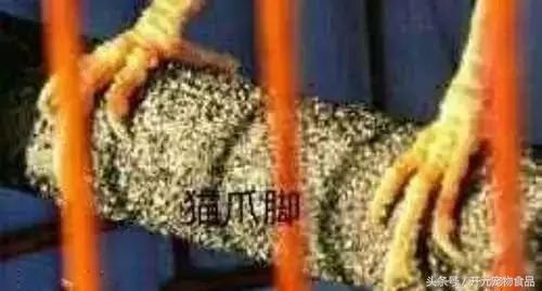 极品画眉鸟头型显示大图,极品画眉斗鸟选择