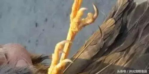 极品画眉鸟头型显示大图,极品画眉斗鸟选择