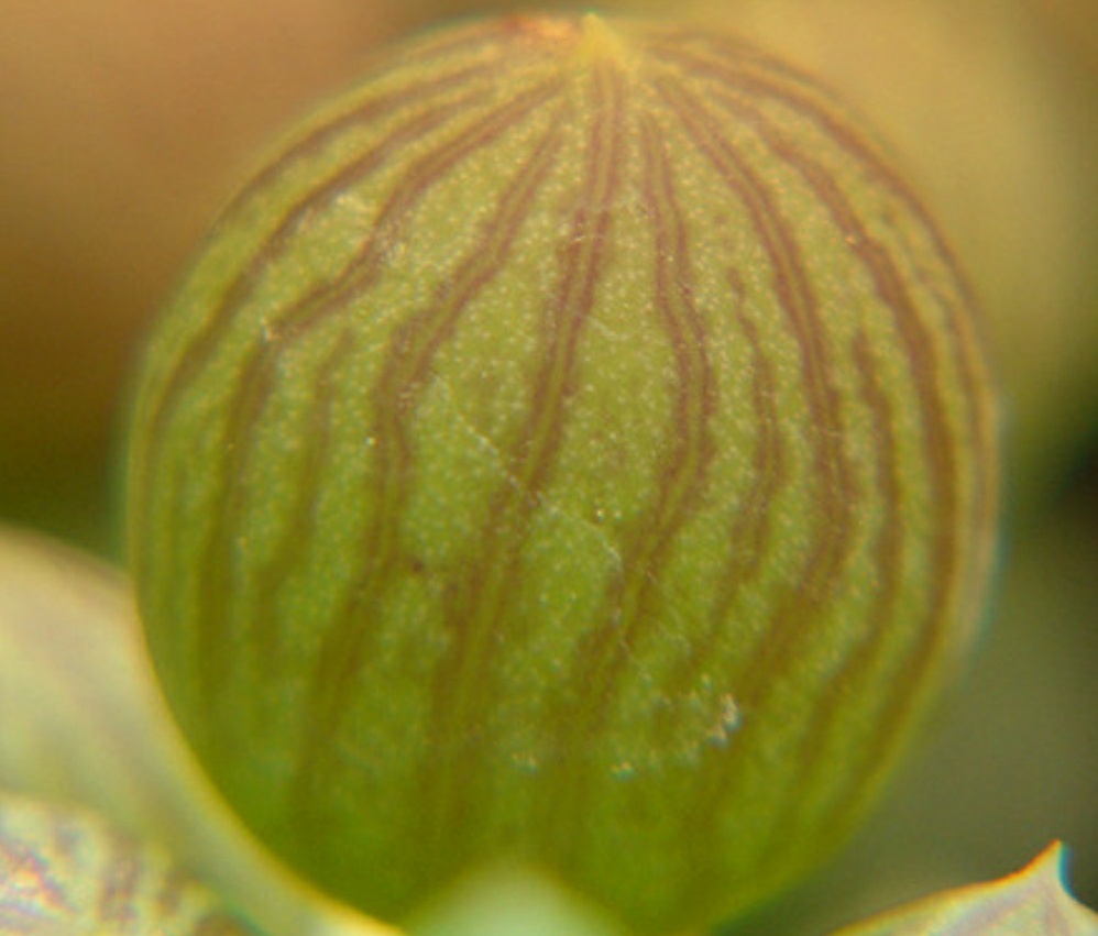 瑗跨摐澶儙澶氳倝妞嶇墿,瑗跨摐澶儙澶氳倝