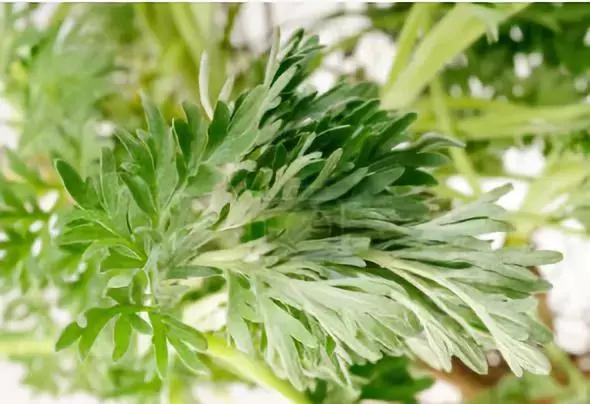 吃艾草对女人有什么好处,常吃艾草对女人的好处