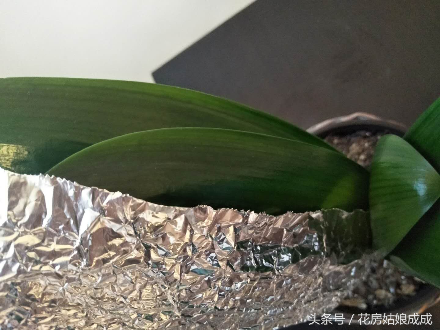 君子兰的叶子不整齐怎么处理,君子兰叶子不好看的正确方法