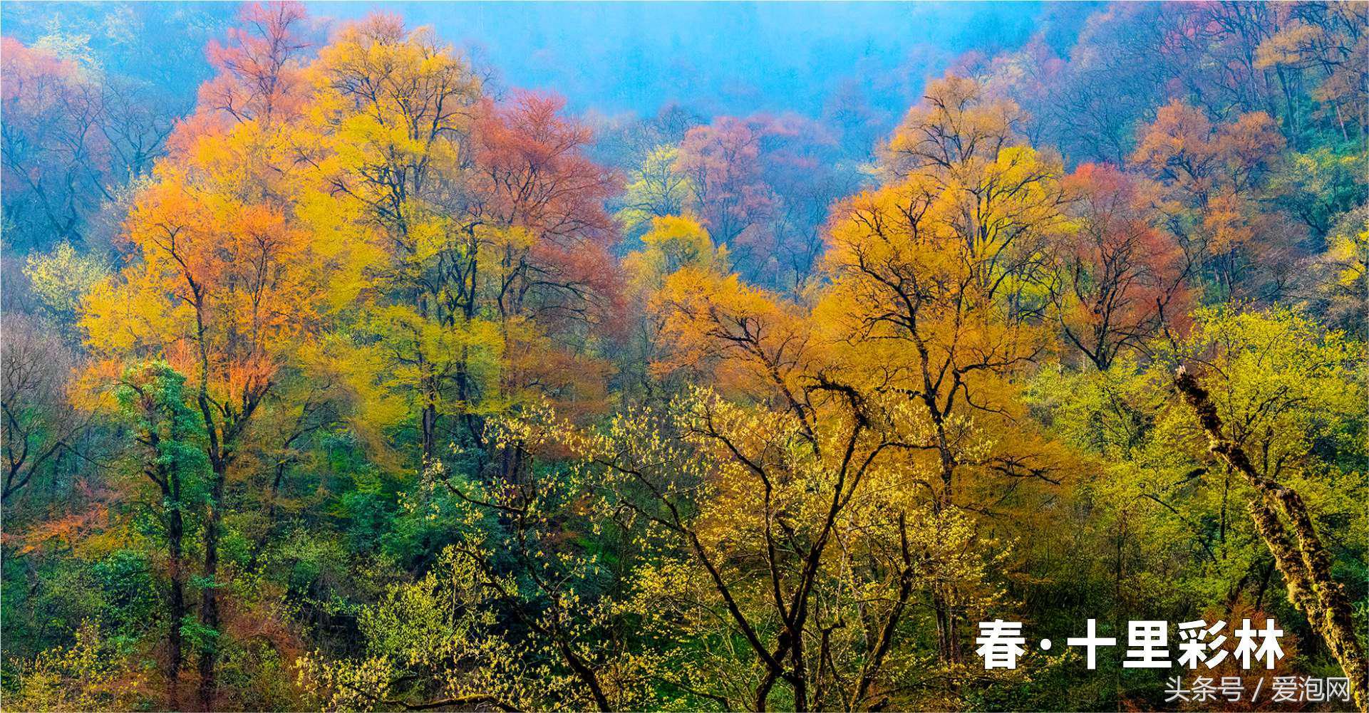 雅安川西竹海必去的三个地方,雅安东拉山大峡谷游记
