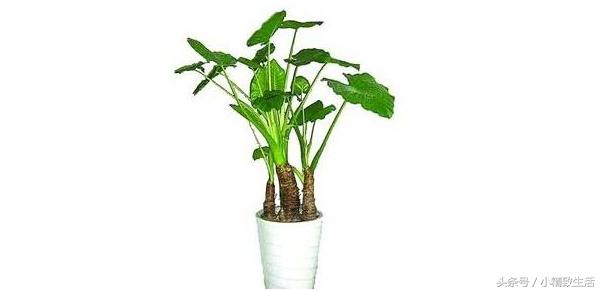 滴水观音有毒为什么还要养在室内,滴水观音有毒为什么还要养在家里