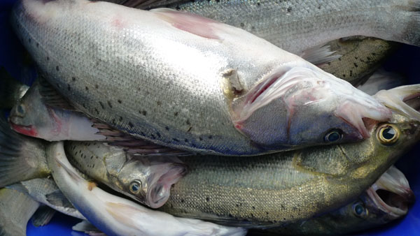 海钓，勇敢者的征服之旅