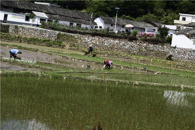 农民春耕怕干旱又怕雨水多,农民怕耕田
