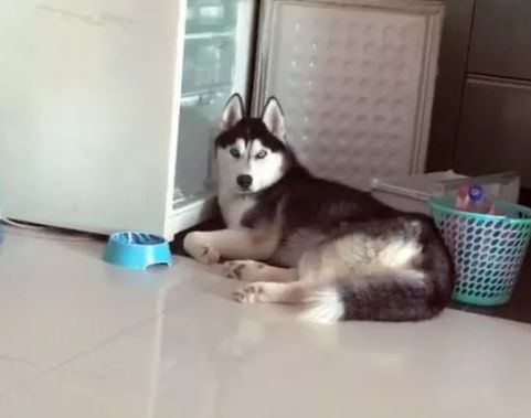 哈士奇vs雪橇犬,哈士奇是雪橇犬吧