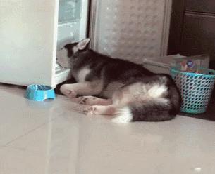 哈士奇主人急哭,哈士奇主人后悔不已