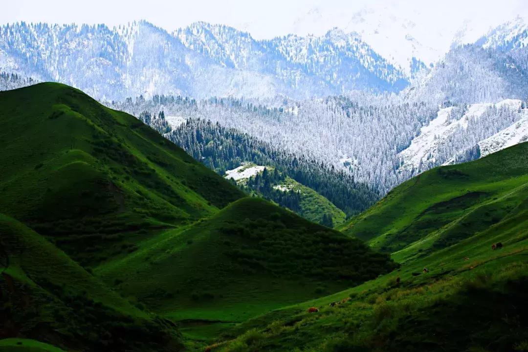 他用对葡园的爱拍出了这片人间仙境