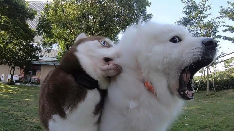 哈士奇和萨摩耶打架比赛视频,哈士奇萨摩耶打架视频