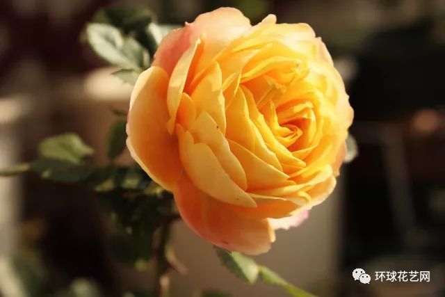 十大最稀有的玫瑰花品种图片,稀有玫瑰花品种大全图片