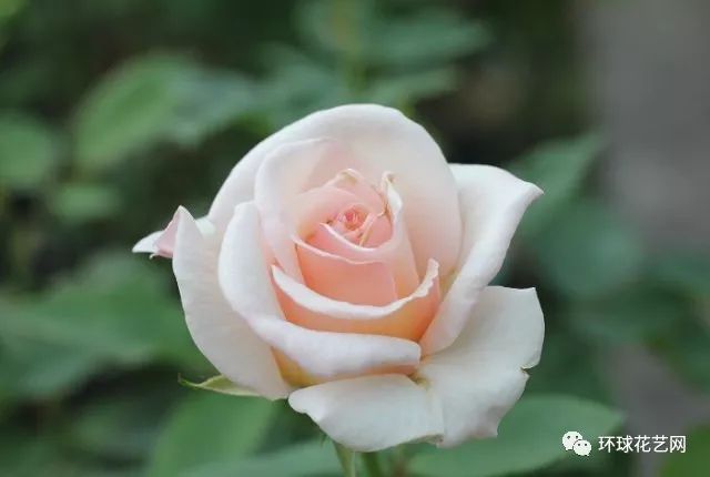 稀有玫瑰花品种大全图片,九种常见玫瑰花品种排名