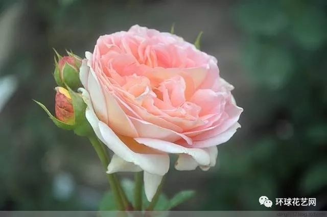 稀有玫瑰花品种大全图片,九种常见玫瑰花品种排名