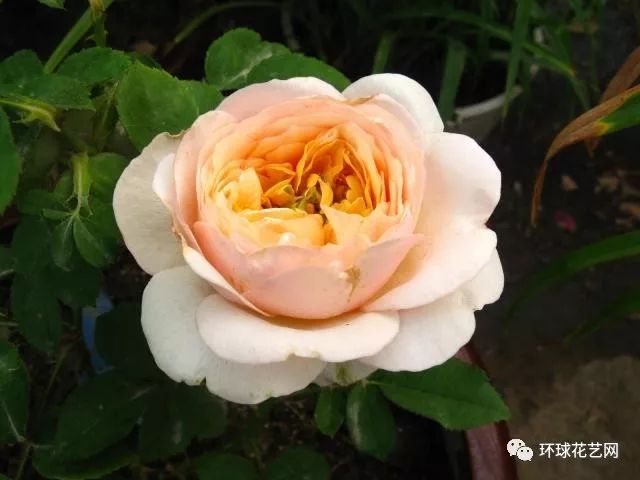 稀有玫瑰花品种大全图片,九种常见玫瑰花品种排名