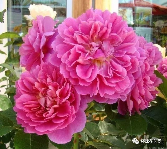 稀有玫瑰花品种大全图片,九种常见玫瑰花品种排名