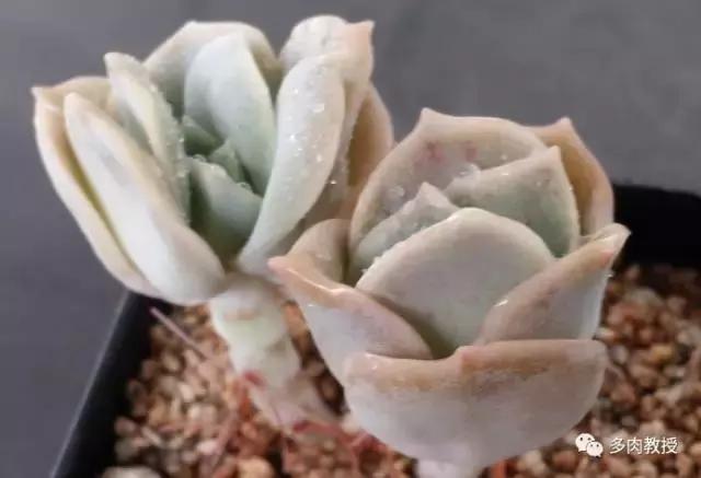 皮实好养的5款多肉,推荐几款多肉好看又好养的