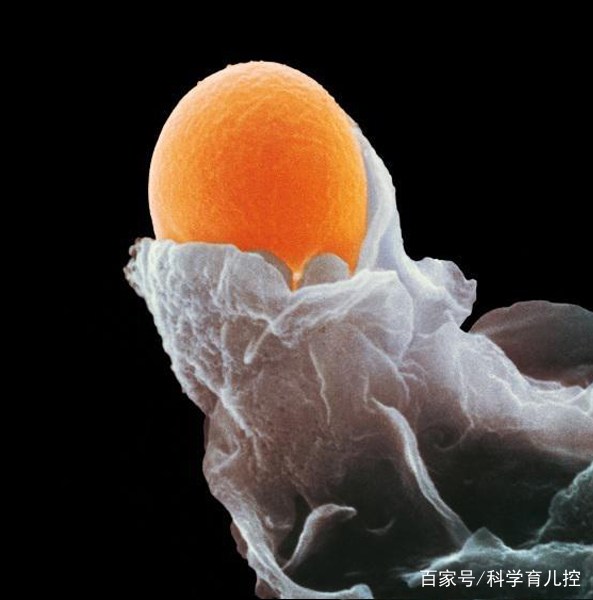 精子的产生全过程,精子从开始到最后的过程