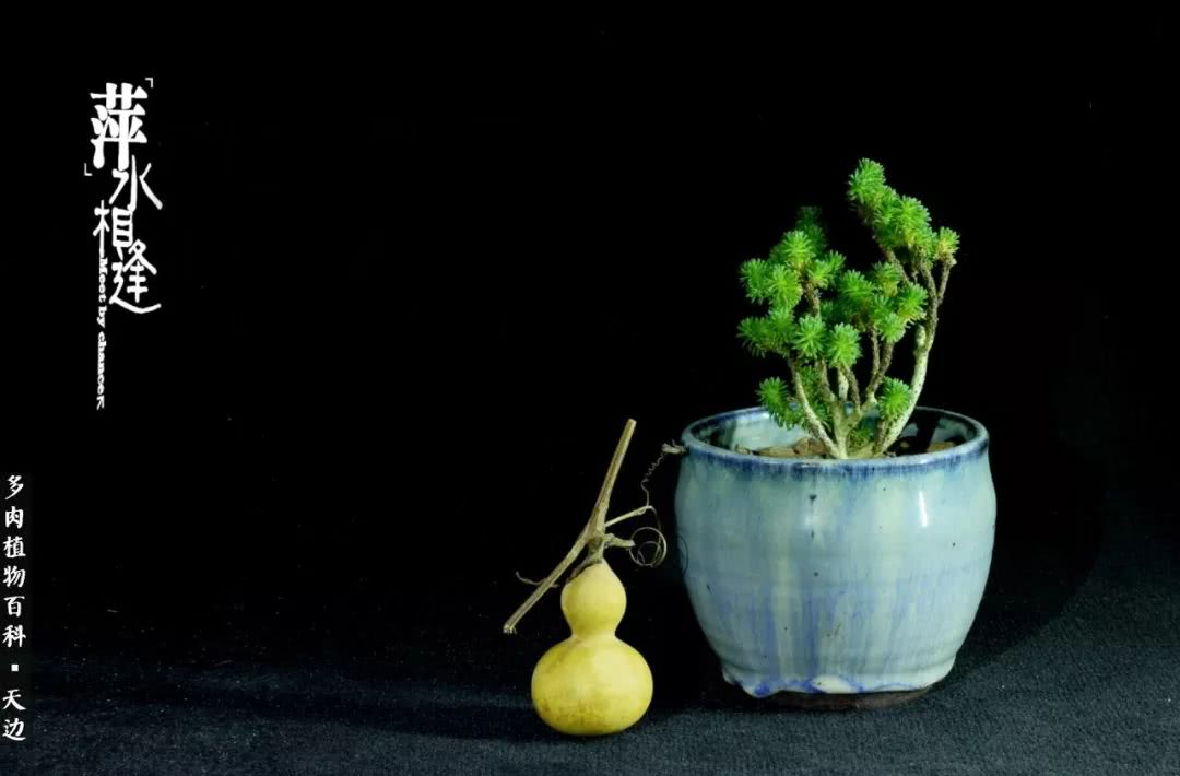 球松——不一样的美！诗一样的完美意境！