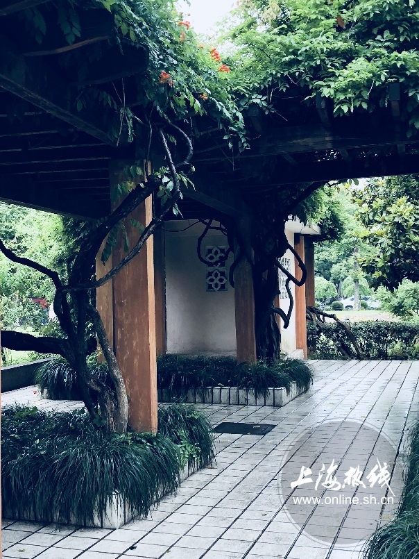 绿树成荫景色宜人清新空气,绿树成荫环境优美空气清新