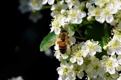 养殖户注意警惕这些疾病,小龟苗头上有白点怎么治疗