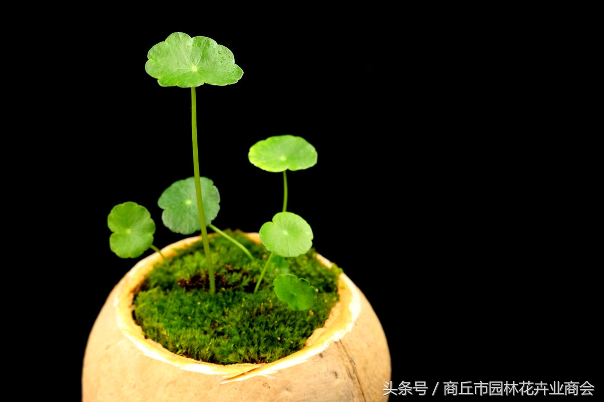 花盆里面的杂草可以拔吗,花盆底部长出根要不要剪掉