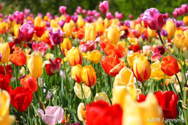 郁金香和风车有什么区别,郁金香和风车哪个好看