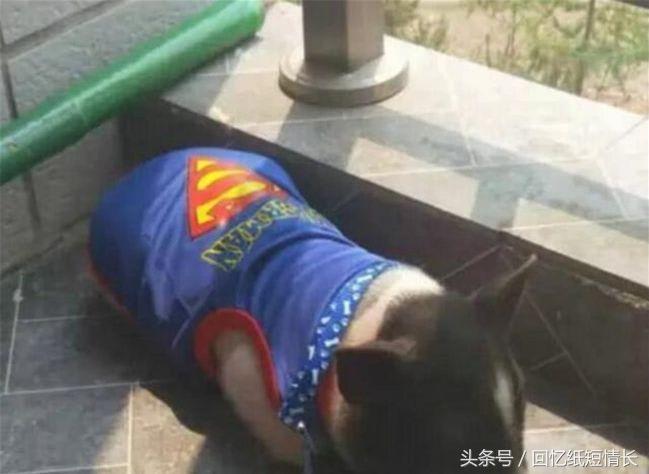 宿舍10大奇葩事,十大宿舍奇葩的事