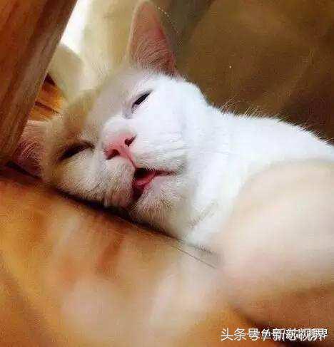 爱踢足球的猫,微笑的猫咪