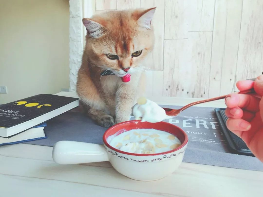 D155：留恋知识的酸奶~当榴莲遇到芝士酸奶，你将被打开新世界大门