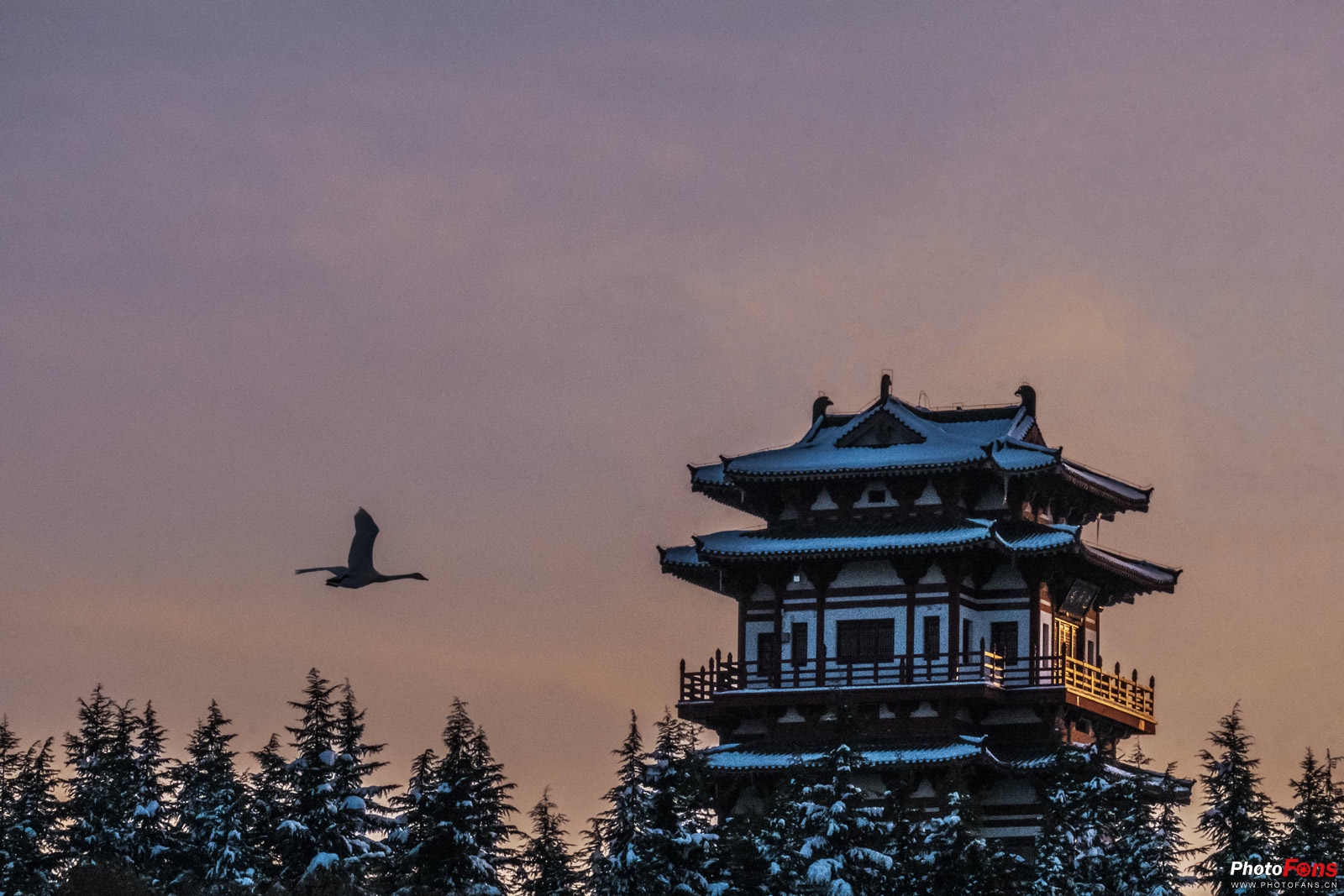 拍鸟如何选择对焦,全方位揭秘拍鸟技巧