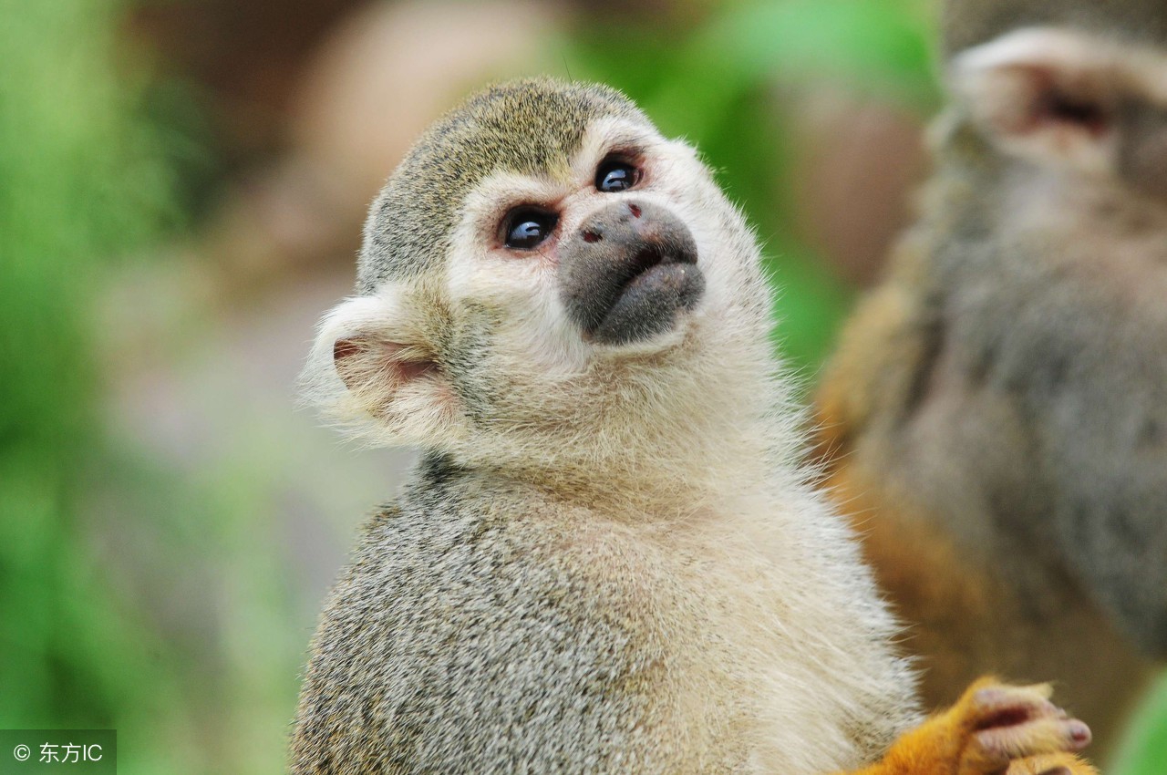 属猴的六月份财运怎样,猴六月份财运