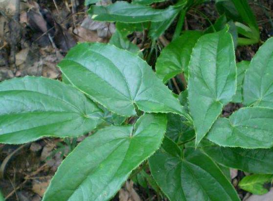 十大补肾名药材有哪些,十大最好的补肾中药